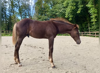 Caballo cuarto de milla, Semental, Potro (05/2026), 158 cm, Alazán-tostado