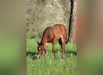 Caballo cuarto de milla, Semental, Potro (03/2026), 158 cm, Castaño