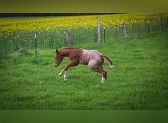 Caballo cuarto de milla, Semental, Potro (04/2026), 160 cm, Ruano alazán