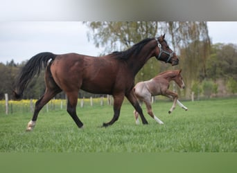 Caballo cuarto de milla, Semental, Potro (04/2026), 160 cm, Ruano alazán