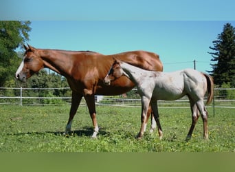 Caballo cuarto de milla, Semental, Potro (04/2025), 160 cm, Ruano alazán