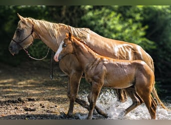Caballo cuarto de milla, Semental, Potro (01/2026), Alazán