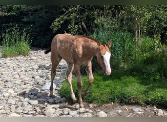 Caballo cuarto de milla, Semental, Potro (01/2026), Alazán