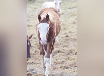 Caballo cuarto de milla, Semental, Potro (04/2024), Alazán