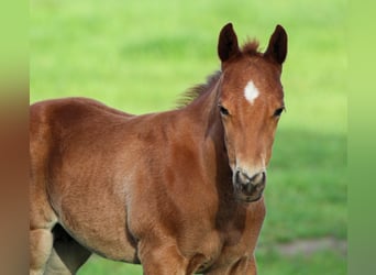 Caballo cuarto de milla, Semental, , Alazán rojizo