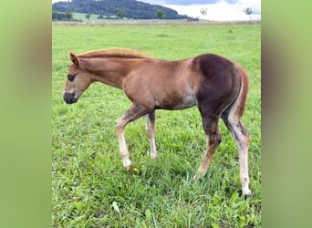 Caballo cuarto de milla, Semental, Potro (05/2025), Alazán-tostado