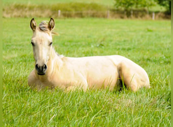 Caballo cuarto de milla, Semental, Potro (04/2026), Buckskin/Bayo