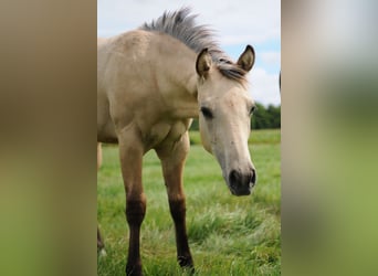 Caballo cuarto de milla, Semental, Potro (04/2026), Buckskin/Bayo