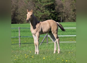 Caballo cuarto de milla, Semental, Potro (03/2026), Buckskin/Bayo