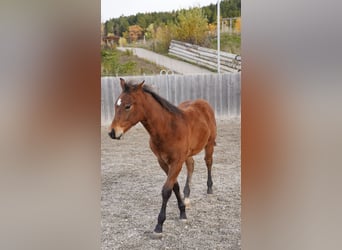 Caballo cuarto de milla, Semental, Potro (05/2023), Castaño oscuro