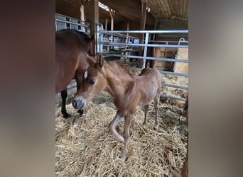 Caballo cuarto de milla, Semental, Potro (01/2025)
