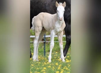 Caballo cuarto de milla, Semental, Potro (04/2026), Dunalino (Cervuno x Palomino)