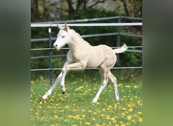 Caballo cuarto de milla, Semental, Potro (04/2026), Dunalino (Cervuno x Palomino)