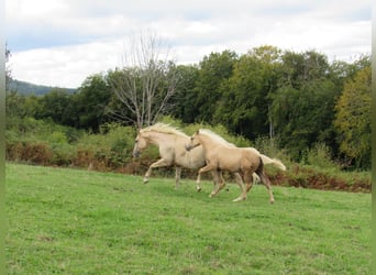 Caballo cuarto de milla, Semental, Potro (04/2025), Palomino