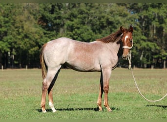 Caballo cuarto de milla, Semental, Potro (09/2025), Ruano alazán