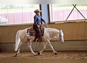 Caballo cuarto de milla, Semental, Potro (05/2024)