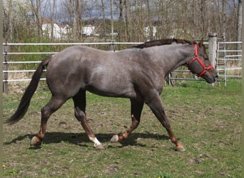 Caballo cuarto de milla, Semental, 10 años, 160 cm, Ruano alazán