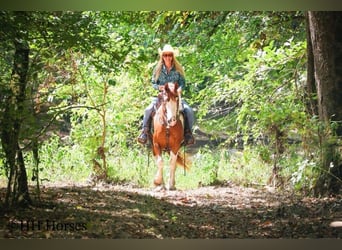 Caballo cuarto de milla, Yegua, 10 años, 137 cm, Tobiano-todas las-capas