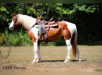 Caballo cuarto de milla, Yegua, 10 años, 137 cm, Tobiano-todas las-capas