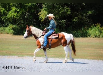 Caballo cuarto de milla, Yegua, 10 años, 137 cm, Tobiano-todas las-capas