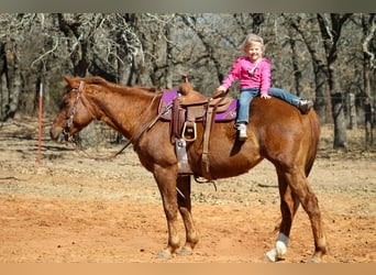 Caballo cuarto de milla, Yegua, 10 años, 147 cm, Alazán rojizo