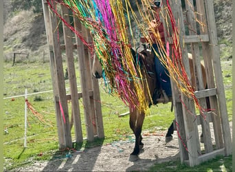 Caballo cuarto de milla, Yegua, 10 años, 147 cm, Buckskin/Bayo