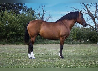 Caballo cuarto de milla, Yegua, 10 años, 147 cm, Castaño rojizo