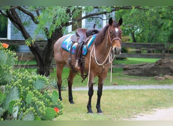Caballo cuarto de milla, Yegua, 10 años, 147 cm, Castaño-ruano