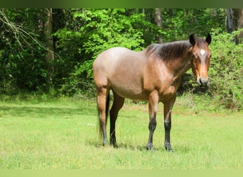 Caballo cuarto de milla, Yegua, 10 años, 147 cm, Castaño-ruano