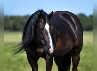 Caballo cuarto de milla, Yegua, 10 años, 147 cm, Negro