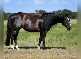 Caballo cuarto de milla, Yegua, 10 años, 147 cm, Negro