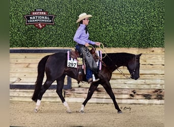 Caballo cuarto de milla, Yegua, 10 años, 147 cm, Negro