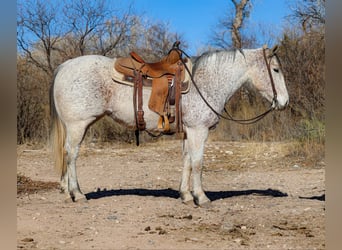 Caballo cuarto de milla, Yegua, 10 años, 147 cm, Tordo