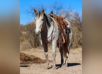 Caballo cuarto de milla, Yegua, 10 años, 147 cm, Tordo