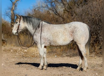 Caballo cuarto de milla, Yegua, 10 años, 147 cm, Tordo