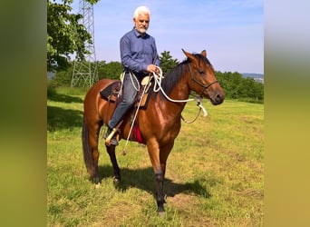 Caballo cuarto de milla, Yegua, 10 años, 148 cm, Castaño