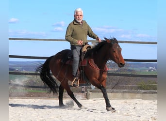 Caballo cuarto de milla, Yegua, 10 años, 148 cm, Castaño