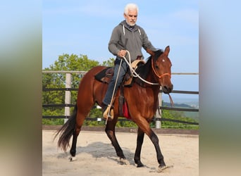 Caballo cuarto de milla, Yegua, 10 años, 148 cm, Castaño
