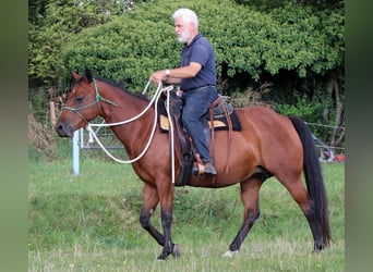 Caballo cuarto de milla, Yegua, 10 años, 148 cm, Castaño