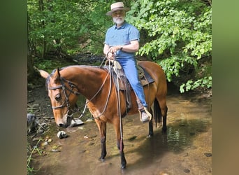Caballo cuarto de milla, Yegua, 10 años, 148 cm, Castaño