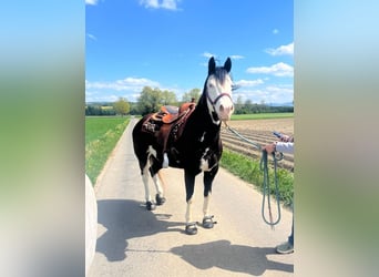 Caballo cuarto de milla, Yegua, 10 años, 148 cm, Overo-todas las-capas