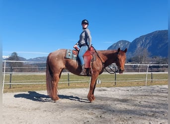 Caballo cuarto de milla, Yegua, 10 años, 148 cm, Ruano alazán