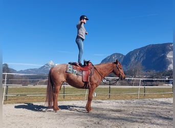 Caballo cuarto de milla, Yegua, 10 años, 148 cm, Ruano alazán