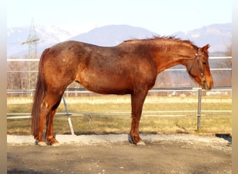 Caballo cuarto de milla, Yegua, 10 años, 148 cm, Ruano alazán