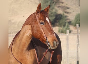 Caballo cuarto de milla, Yegua, 10 años, 150 cm, Alazán-tostado