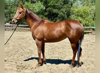 Caballo cuarto de milla, Yegua, 10 años, 150 cm, Alazán-tostado