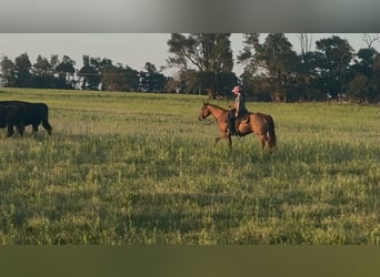 Caballo cuarto de milla, Yegua, 10 años, 150 cm, Alazán-tostado