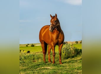 Caballo cuarto de milla, Yegua, 10 años, 150 cm, Alazán-tostado