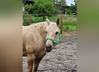 Caballo cuarto de milla, Yegua, 10 años, 150 cm, Dunalino (Cervuno x Palomino)