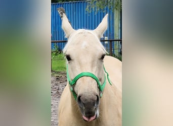 Caballo cuarto de milla, Yegua, 10 años, 150 cm, Dunalino (Cervuno x Palomino)